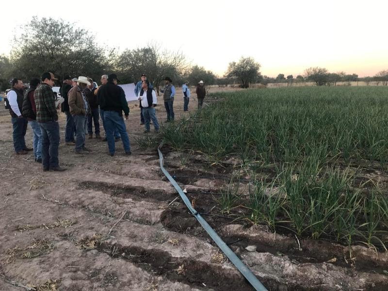Desarrollan proyectos productivos de ajo en el Río de Sonora