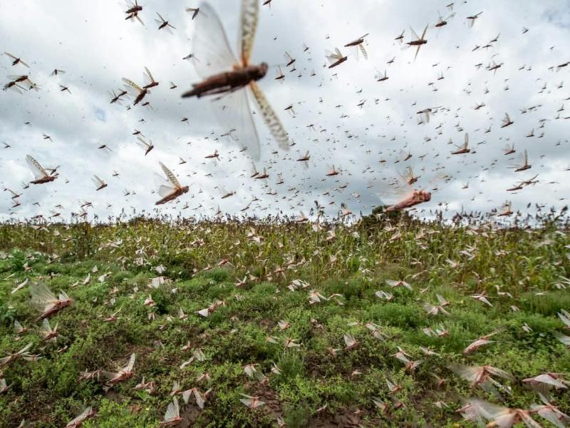 Desarrollo agropecuario busca atacar plaga de langosta en municipios