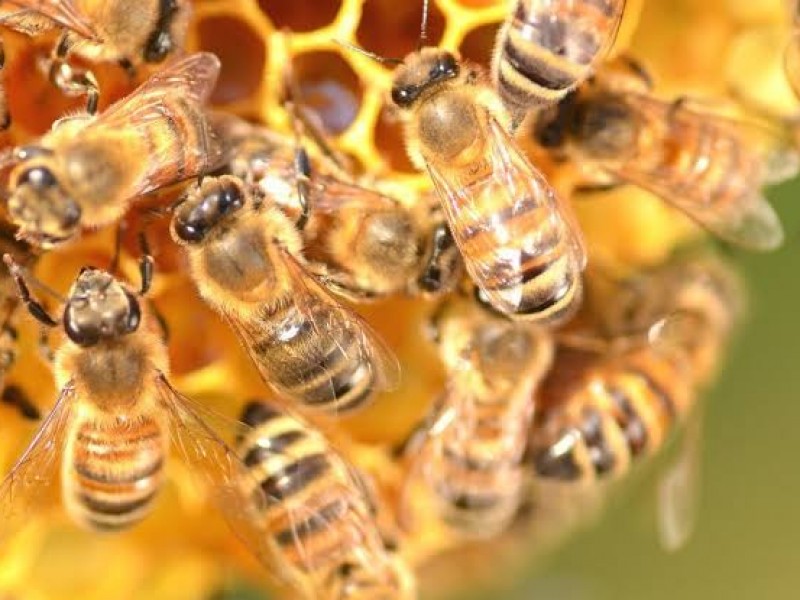Desatención y pesticidas bajan producción de miel