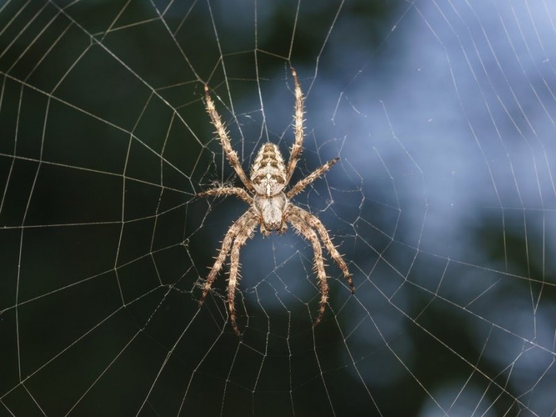 Descacharización de patios única manera de evitar arañas