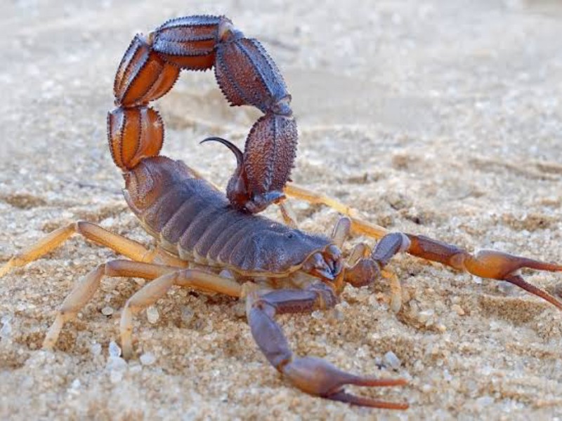 Descacharrización y limpieza evita presencia de alacranes y fauna nociva
