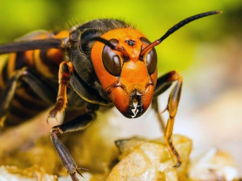Descartan apicultores peligrosidad de avispón 