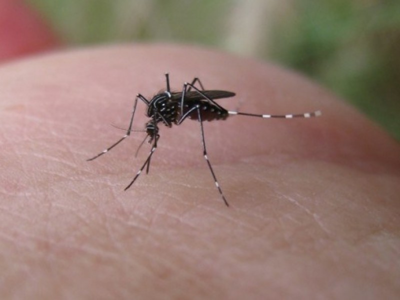 Descartan dengue en Ahome