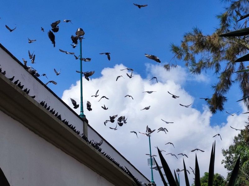 Descartan enfermedad grave en palomas de Xallitic