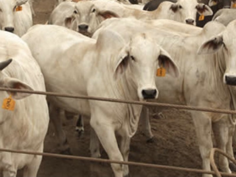 Descartan muerte de ganado a causa del virus ántrax