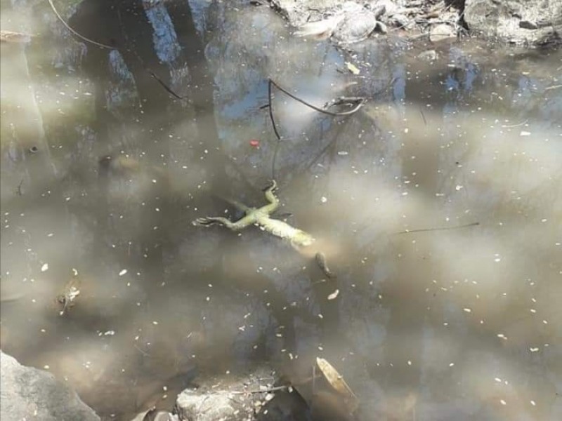 Descartan que iguanas estén siendo descuidadas dentro del parque Sinaloa