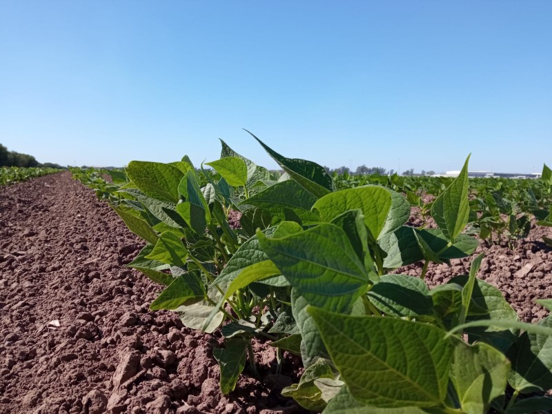 Descartan riesgos para el frijol tras lluvias ligeras