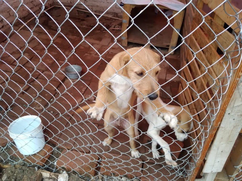 Desciende la adopción de mascotas y aumenta la eutanasia