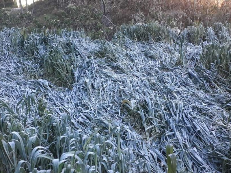 Descienden temperaturas en Veracruz; primeras heladas en zona alta