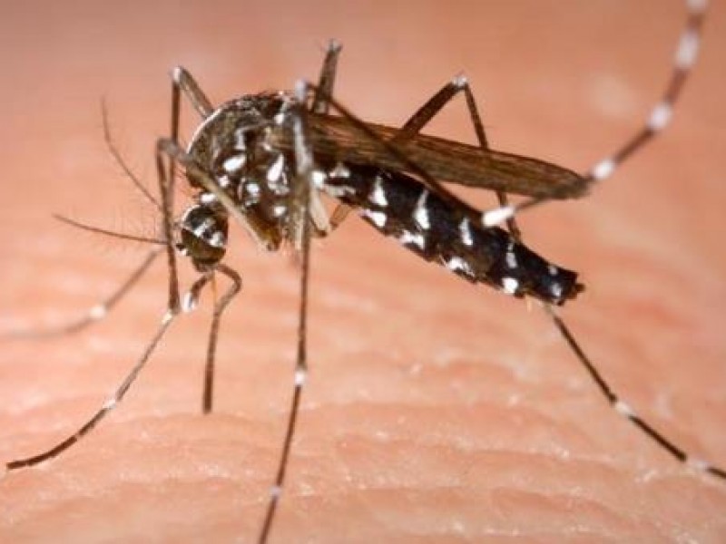 Desconocen alcances de cerotipo 3 de dengue