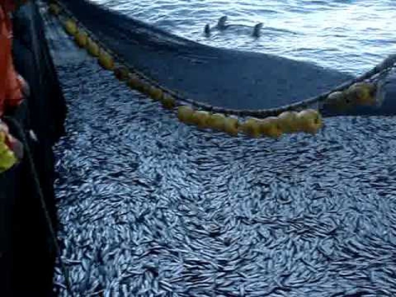 Descontrola a sardineros no recibir subsidio federal