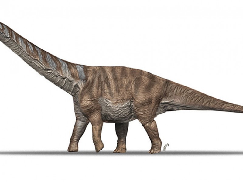Describen nueva especie de titanosaurio que habitó en los Pirineos