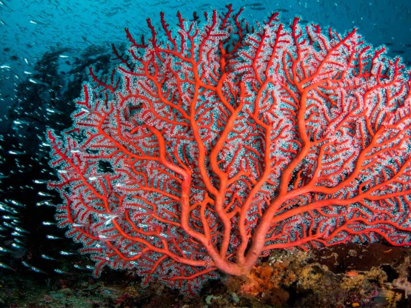 Descubren adaptación del coral al cambio climático