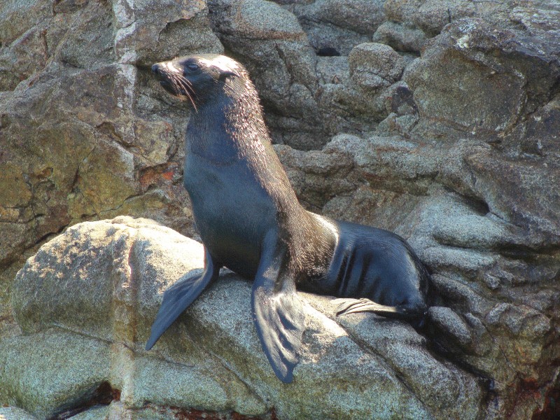 Descubren colonia de lobo fino de Guadalupe