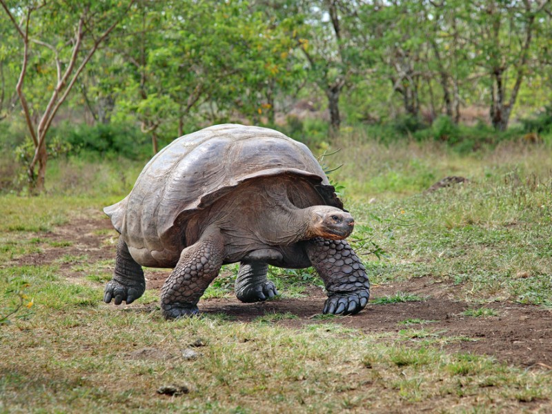 Descubren cuatro nuevos virus en tortugas gigantes de las Galápagos