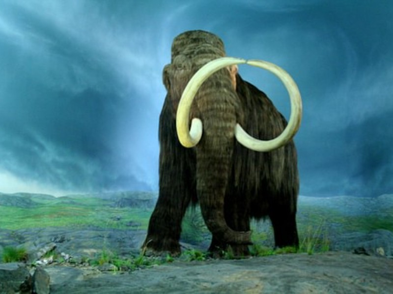 Descubren dieta de bebé mamut en San Luis Potosí