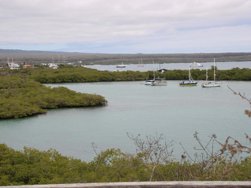 Descubren en Galápagos bosque de algas gigantes del océano