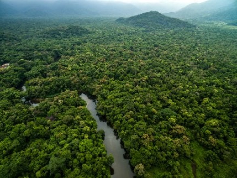 Descubren en selvas bolivianas 20 especies de flora y fauna