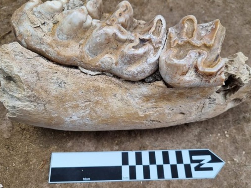 Descubren fósiles de especie extinta en el norte de Guerrero