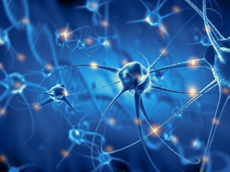 Descubren mecanismo que utilizan las neuronas para repararse