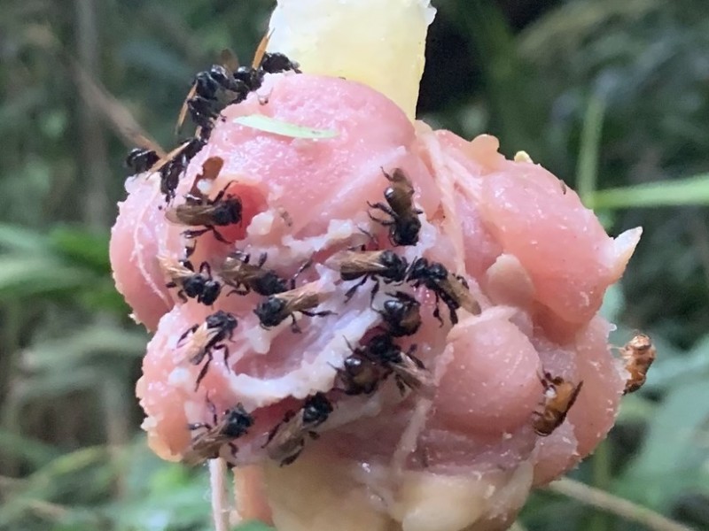 Descubren nueva especie de abejas carnívoras en Costa Rica