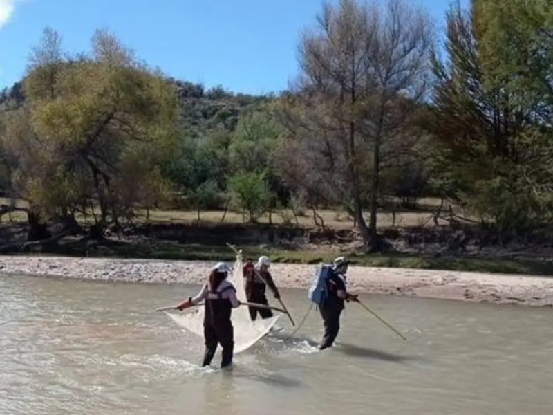 Descubren nueva especie de pez endémico en el Río Nazas