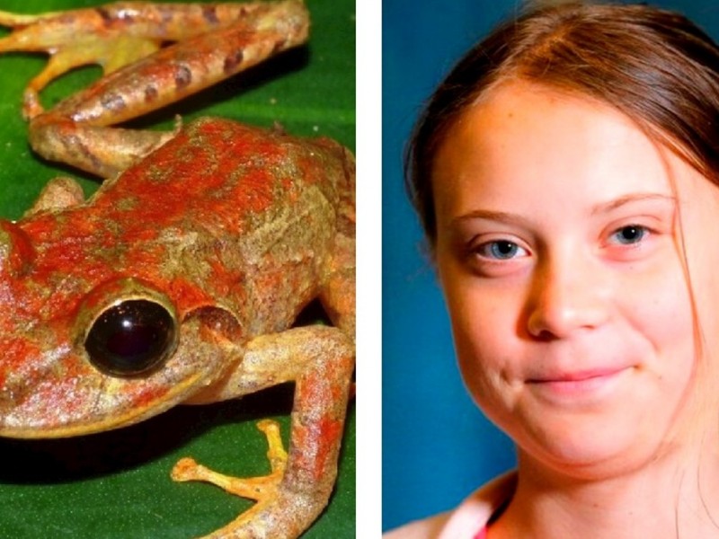 Descubren nueva especie de rana; la nombran Greta Thunberg