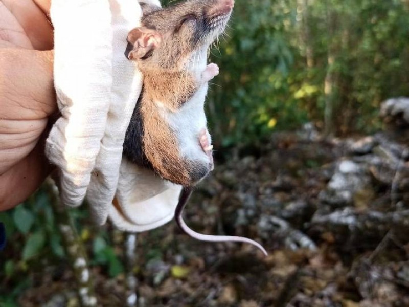Descubren nueva especie de roedor en Chiapas