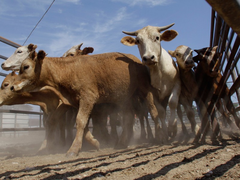 Desde 2016 sin apoyos a ganaderos en Zihuatanejo, lamenta sector