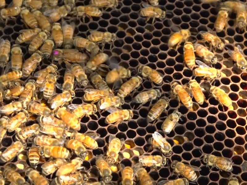 Desde hace 5 años se registra muerte masiva de abejas en Colima