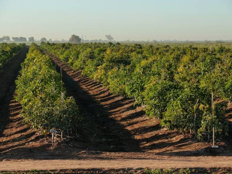 Desean reactivar producción agrícola del Valle de Guaymas con retención de lluvia