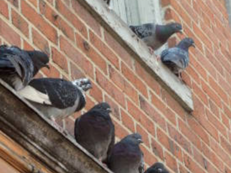 Desechos de palomas dañan edificios y puentes