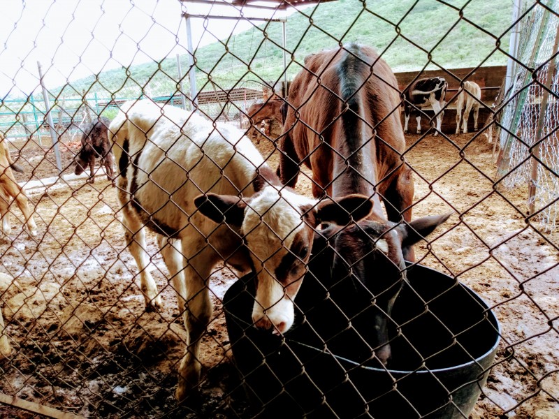 Desertan productores ganaderos por sequía y falta de apoyos