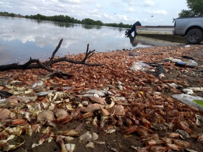 Deshechos de la pesca; directo al mar