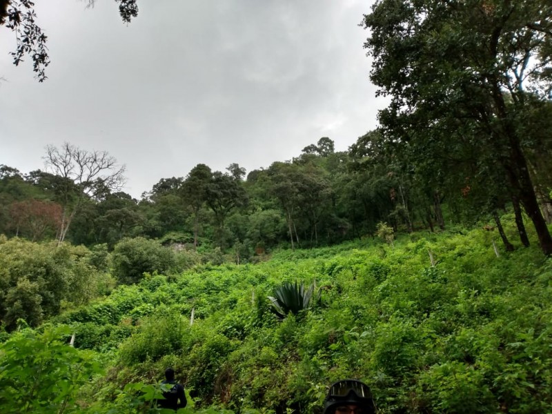 Desmantelan huerta de aguacate en Charo