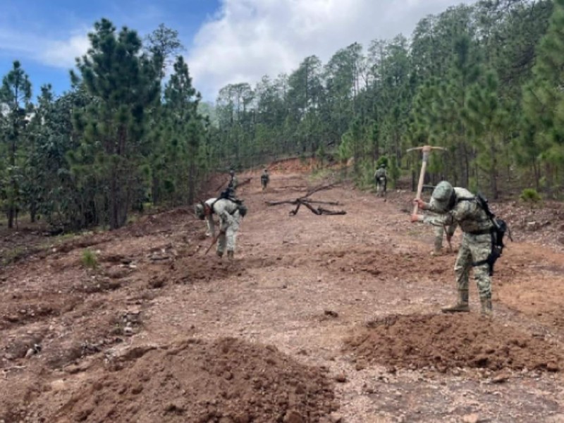 Desmantelan pista de aterrizaje clandestina en Norogachi, Choix