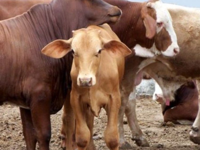 Desmienten alerta de posibles casos de tuberculosis bovina