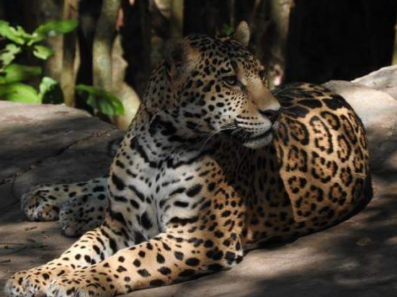 Desmienten caza furtiva de jaguar en Montes Azules