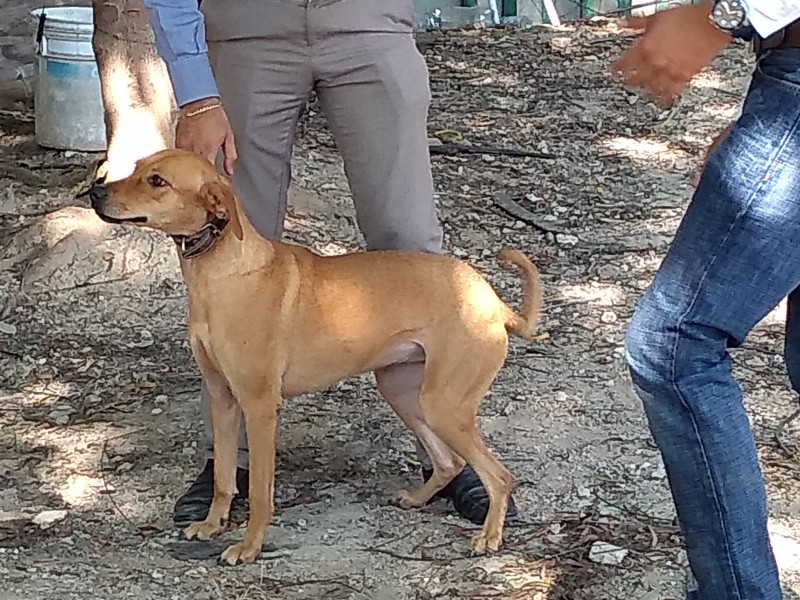 Desmienten maltrato animal en universidad