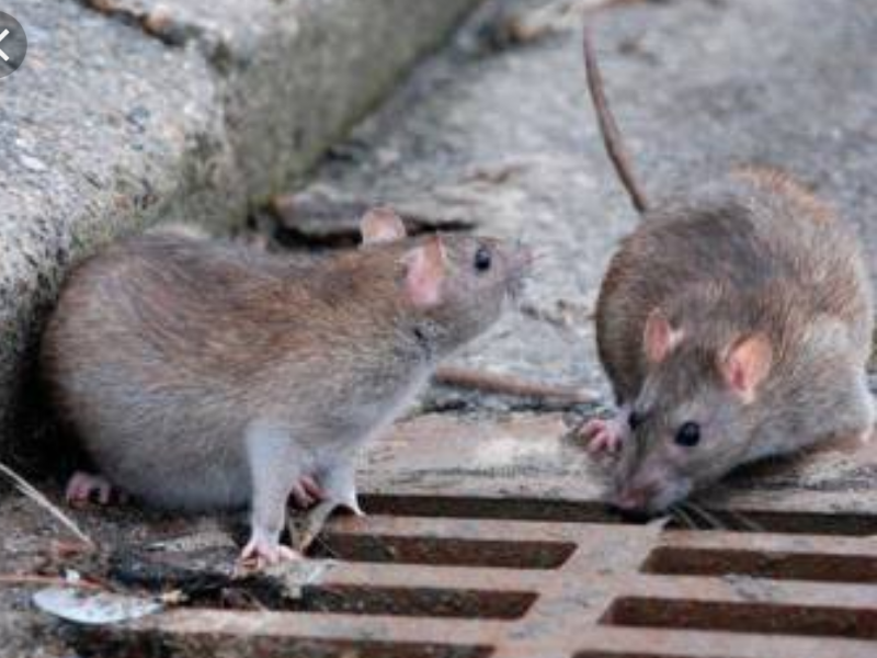 Desmienten plaga de ratas en Torreón