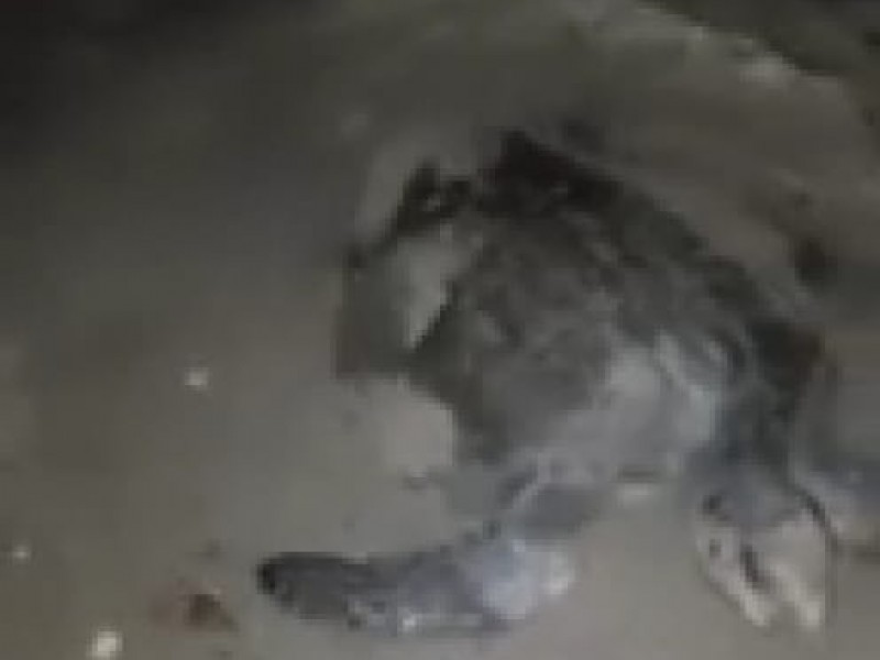 Desova tortuga en Miramar