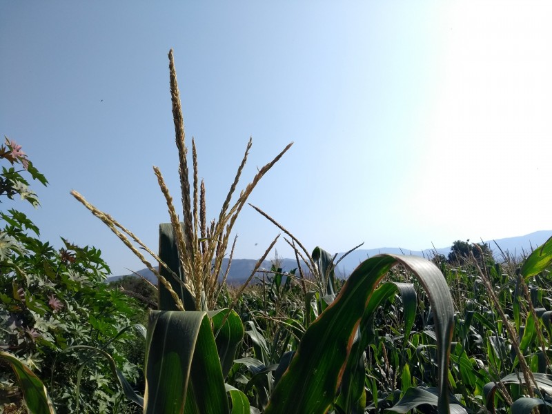 Desplaza maíz híbrido a cultivos nativos de Tehuacán