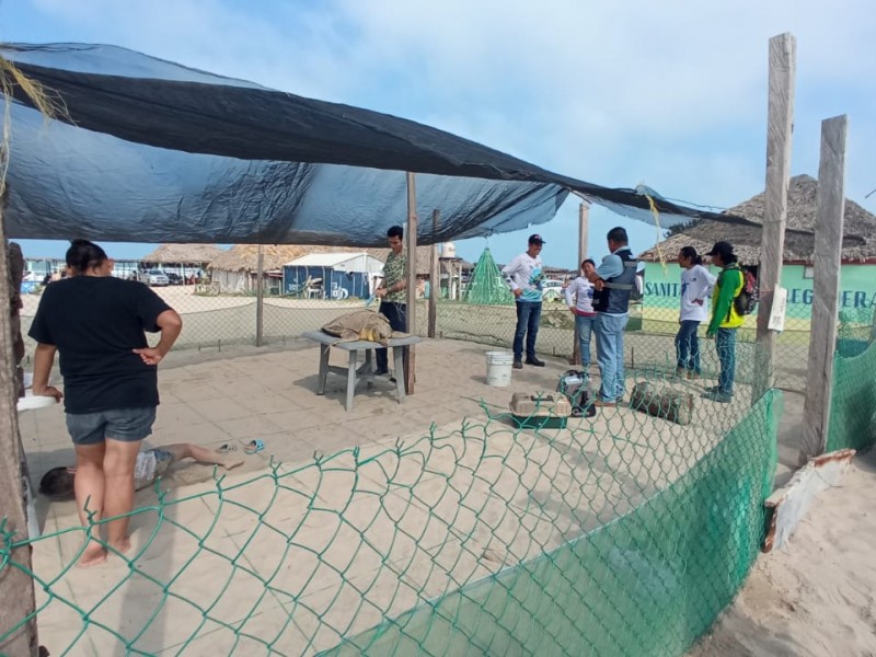 Despliegan operativo de protección ante arribo de tortugas en Tuxpan