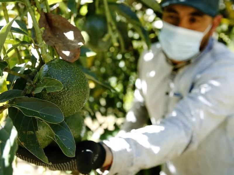 Despreocupado Michoacán ante certificación a Jalisco para exportar aguacate