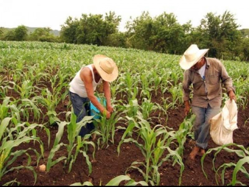 Desprotegido sector agropecuario por recortes presupuestales