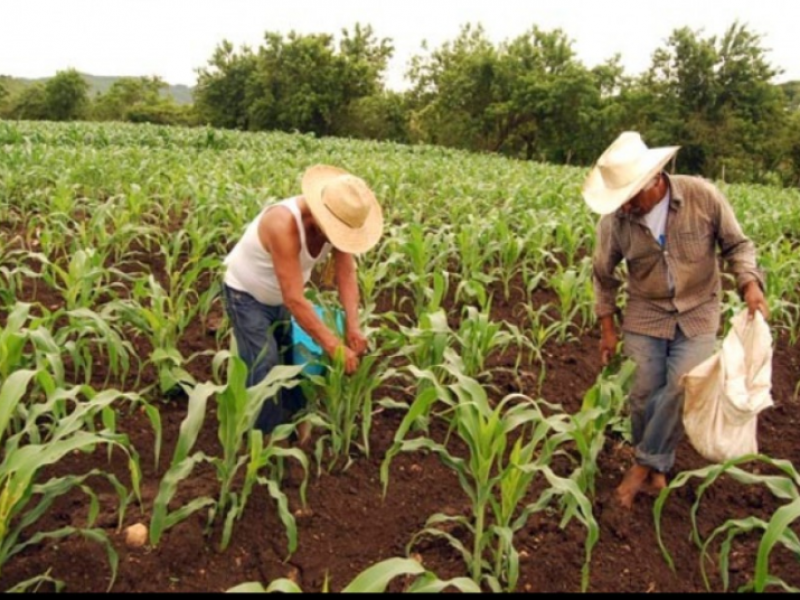 Desprotegidos productores agrícolas por desaparición de programas federales