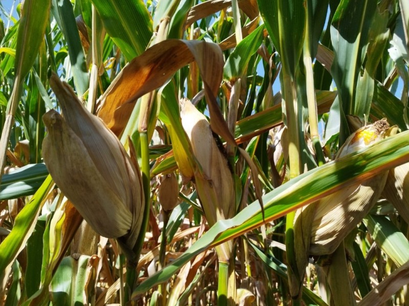 Desprotegidos productores de maíz ante desaparición de programas de apoyo