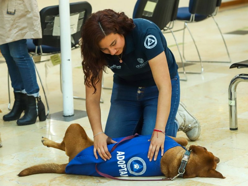 Después de años, modifican reglamento para protección de animales