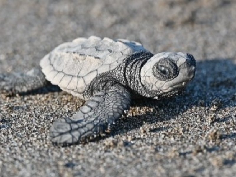 Después de siete años de pausa, regresa el “Tortufest