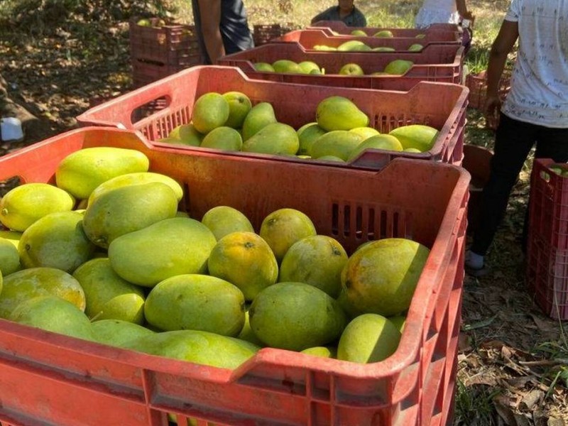 Destaca Chiapas en producción de mango ataulfo